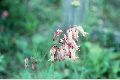 View a larger version of this image and Profile page for Dicentra eximia (Ker Gawl.) Torr.