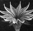 (NPS Photo) Model of extinct cyad