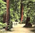 (NPS Photo) Park visitors among the redwoods at Muir Woods.