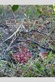 View a larger version of this image and Profile page for Drosera capillaris Poir.