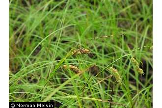 Photo of Carex tuckermanii Dewey