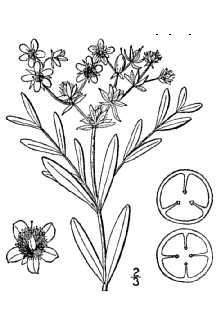 Line Drawing of Hypericum adpressum Raf. ex W. Bartram