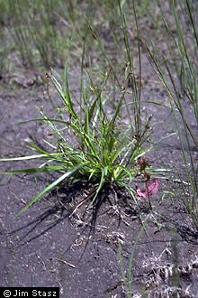 Photo of Rhynchospora nitens (Vahl) A. Gray