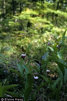 Photo of Cypripedium arietinum W.T. Aiton