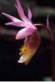 View a larger version of this image and Profile page for Calypso bulbosa (L.) Oakes