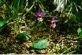 View a larger version of this image and Profile page for Calypso bulbosa (L.) Oakes