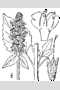 View a larger version of this image and Profile page for Agastache nepetoides (L.) Kuntze
