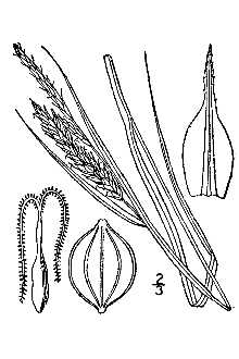 Line Drawing of Carex recta Boott