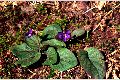 View a larger version of this image and Profile page for Viola affinis Leconte