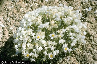 Photo of Arctomecon humilis Coville