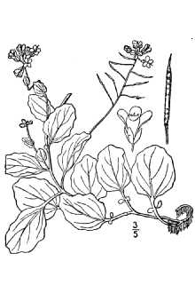 Line Drawing of Cardamine rotundifolia Michx.