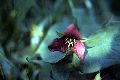 View a larger version of this image and Profile page for Trillium recurvatum Beck