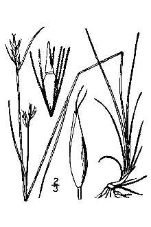 Line Drawing of Rhynchospora capillacea Torr.