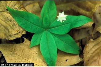 Photo of Trientalis borealis Raf.