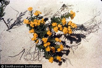 Photo of Lithospermum caroliniense (Walter ex J.F. Gmel.) MacMill. var. croceum (Fernald) Cronquist