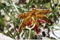 View a larger version of this image and Profile page for Fritillaria atropurpurea Nutt.