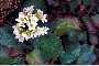 View a larger version of this image and Profile page for Saxifraga virginiensis Michx.