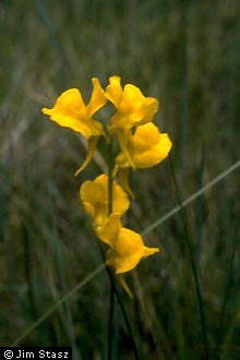 Photo of Utricularia cornuta Michx.