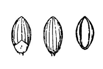 Line Drawing of Dichanthelium dichotomum (L.) Gould var. ensifolium (Baldw. ex Elliot) Gould & C.A. Clark