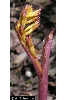 Photo of Corallorhiza maculata (Raf.) Raf.