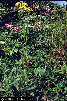Photo of Packera schweinitziana (Nutt.) W.A. Weber & A. Löve