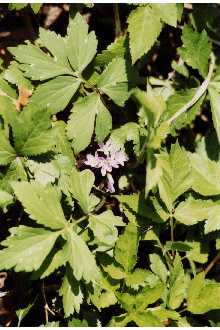 Photo of Hydrophyllum virginianum L.