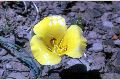 View a larger version of this image and Profile page for Calochortus aureus S. Watson