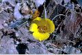 View a larger version of this image and Profile page for Calochortus aureus S. Watson