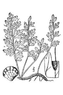 Line Drawing of Trichomanes boschianum Sturm