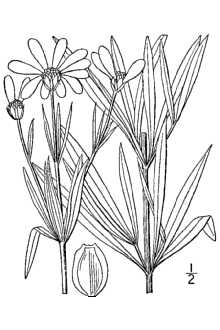 Line Drawing of Coreopsis delphiniifolia Lam.