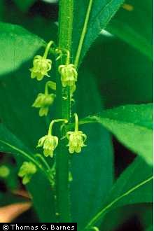 Photo of Hybanthus concolor (T.F. Forst.) Spreng.