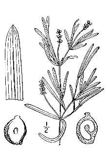 Line Drawing of Potamogeton friesii Rupr.