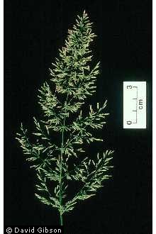 Photo of Calamagrostis porteri A. Gray ssp. insperata (Swallen) C.W. Greene
