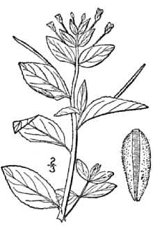 Line Drawing of Epilobium hornemannii Rchb.