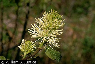 Photo of Fothergilla major (Sims) Lodd.