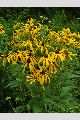 View a larger version of this image and Profile page for Rudbeckia subtomentosa Pursh