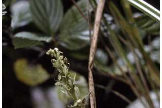 Photo of Platanthera hyperborea (L.) Lindl.