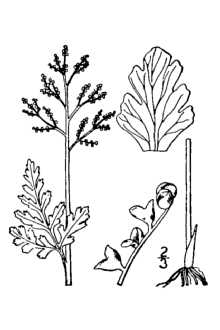 Line Drawing of Botrychium matricariifolium (A. Braun ex Dowell) A. Braun ex W.D.J. Koch