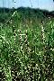 View a larger version of this image and Profile page for Spiranthes tuberosa Raf.