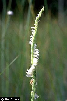 Photo of Spiranthes laciniata (Small) Ames