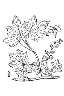 Line Drawing of Ribes glandulosum Grauer