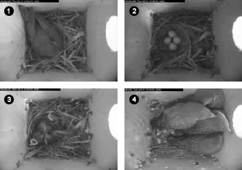 Photos showing Western Bluebird development through a nestbox camera.