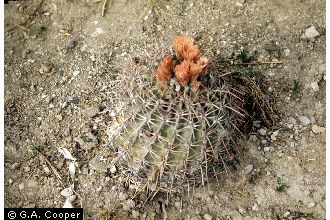 Photo of Ferocactus emoryi (Engelm.) Orcutt