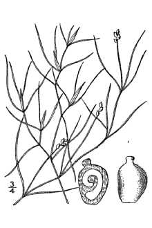 Line Drawing of Potamogeton pusillus L. ssp. gemmiparus (J.W. Robbins) Haynes & C.B. Hellquist