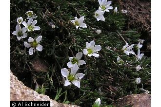 Photo of Minuartia rubella (Wahlenb.) Hiern.