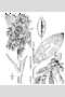 View a larger version of this image and Profile page for Platanthera lacera (Michx.) G. Don