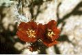 View a larger version of this image and Profile page for Cylindropuntia versicolor (Engelm. ex J.M. Coult.) F.M. Knuth