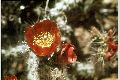 View a larger version of this image and Profile page for Cylindropuntia versicolor (Engelm. ex J.M. Coult.) F.M. Knuth