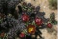 View a larger version of this image and Profile page for Cylindropuntia versicolor (Engelm. ex J.M. Coult.) F.M. Knuth