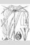 View a larger version of this image and Profile page for Rhynchospora latifolia (Baldw. ex Elliot) W.W. Thomas